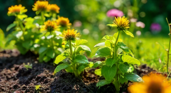 Das sind die Top 7 Schritte beim Schrebergarten